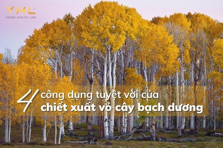 Chiết xuất vỏ cây Bạch Dương – Liệu có phải là “thần dược” cho cơ thể?