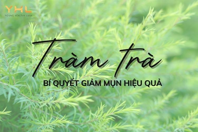 Tràm trà và những công dụng làm đẹp tuyệt vời cho làn da