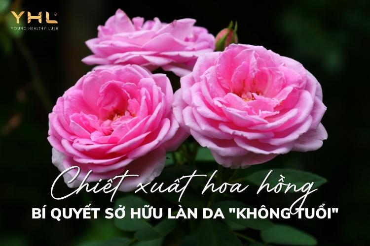 Làm đẹp da với chiết xuất hoa hồng có thực sự hiệu quả?