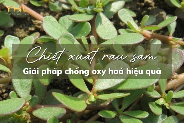 Chiết xuất rau sam và 3 công dụng chăm sóc da hiệu quả