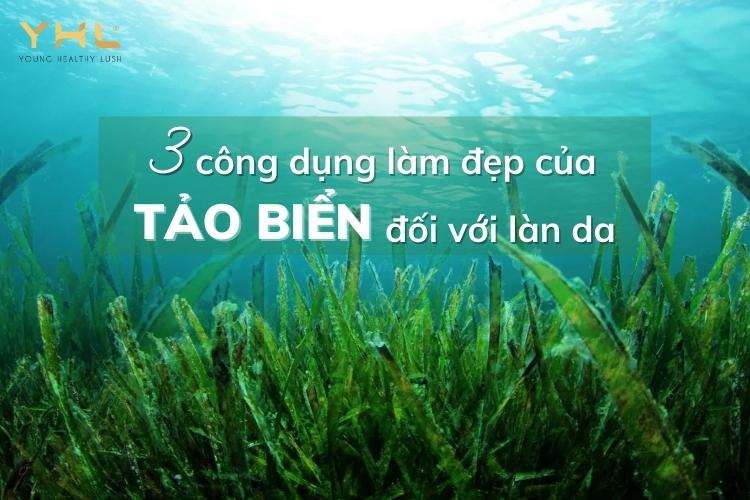 Dưỡng da khoẻ đẹp từ trong ra ngoài nhờ 3 tác dụng của tảo biển