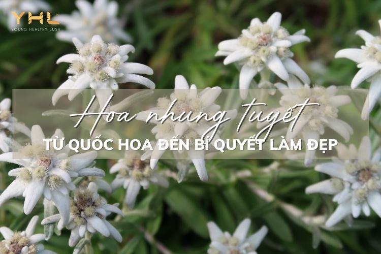 Hoa nhung tuyết – Từ quốc hoa đến bí quyết làm đẹp